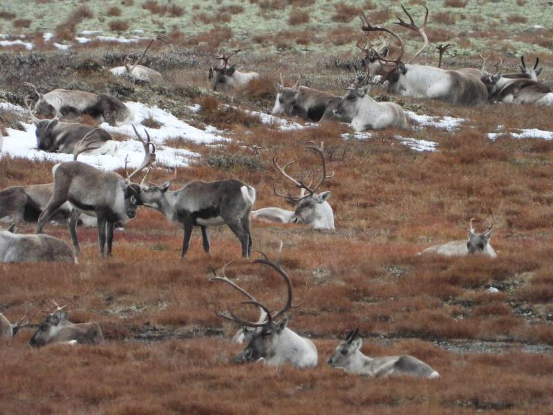 Dovre Fjellstyre_rein 8