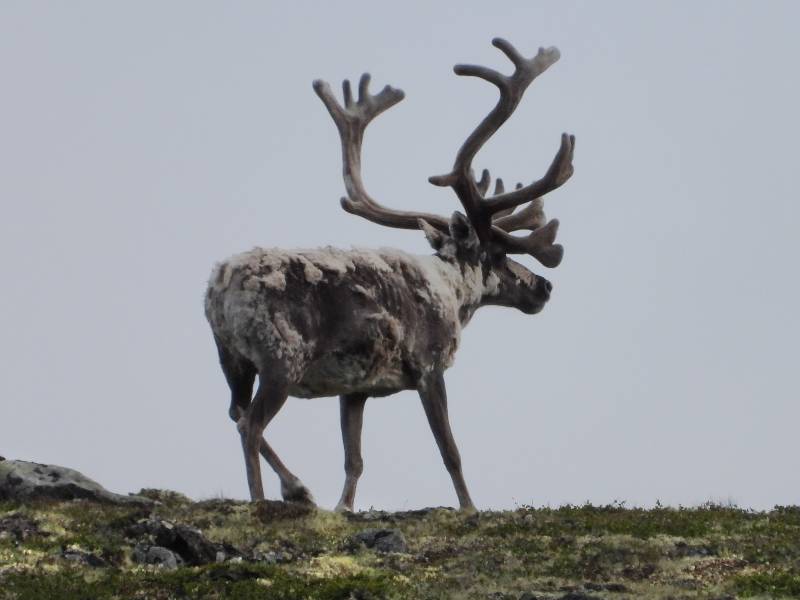 Dovre Fjellstyre_rein 9