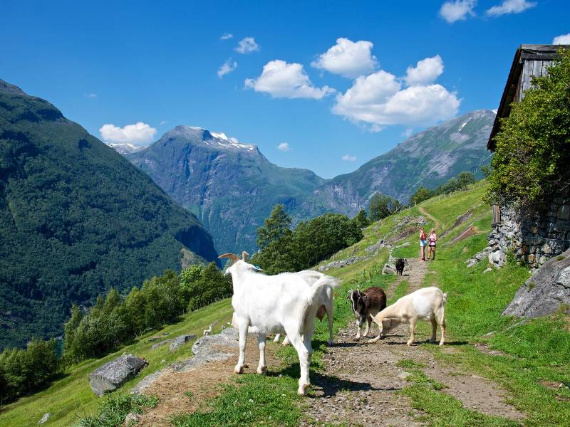 Goats Vesterås - Geiranger_Øyvind Heen - fjords.com