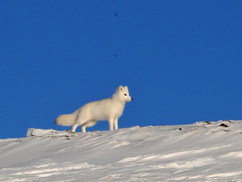Fjellrev 1 Foto Asle Øydvin