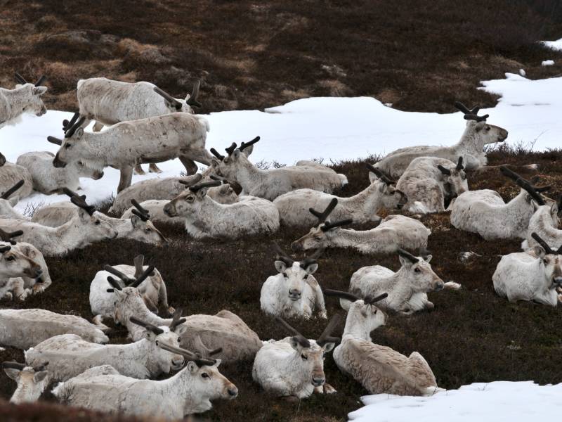 Reinsdyr3 Foto Asle Øydvin