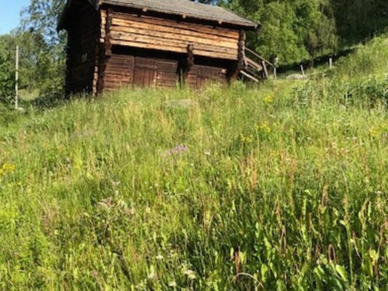 Artsrik slåttemark