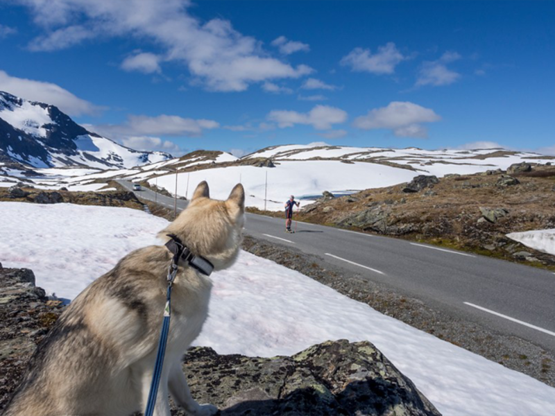 Mefjellet