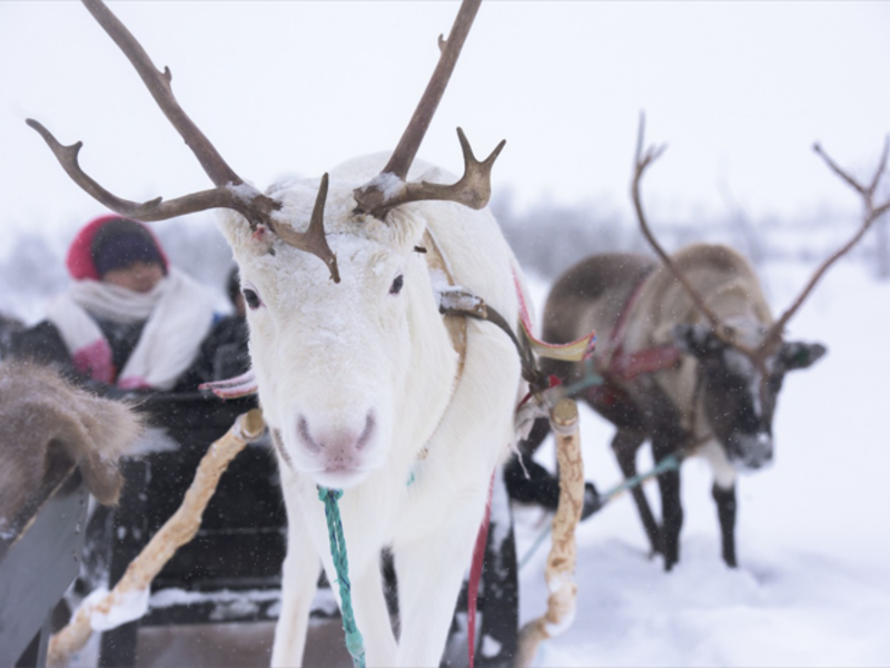 Tromsø Arctic reideer/Sami arctic reindeer