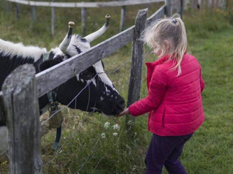 Løvikremma kystgard