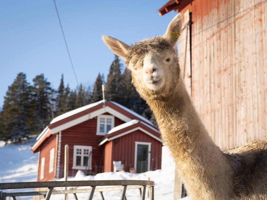 Lille Alpakka Nesbyen