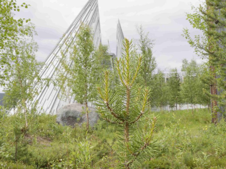 Sametinget i naturlandskapet