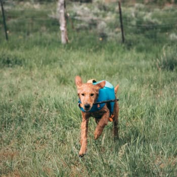 Ruffwear ExpertVoice
