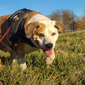 Ruffwear ExpertVoice