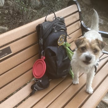 Ruffwear timberline hot sale