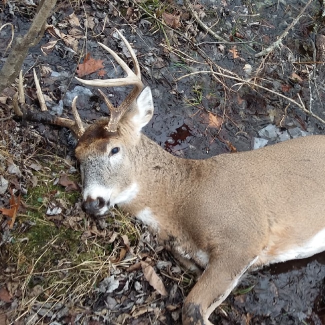 Expert Recommendation Content