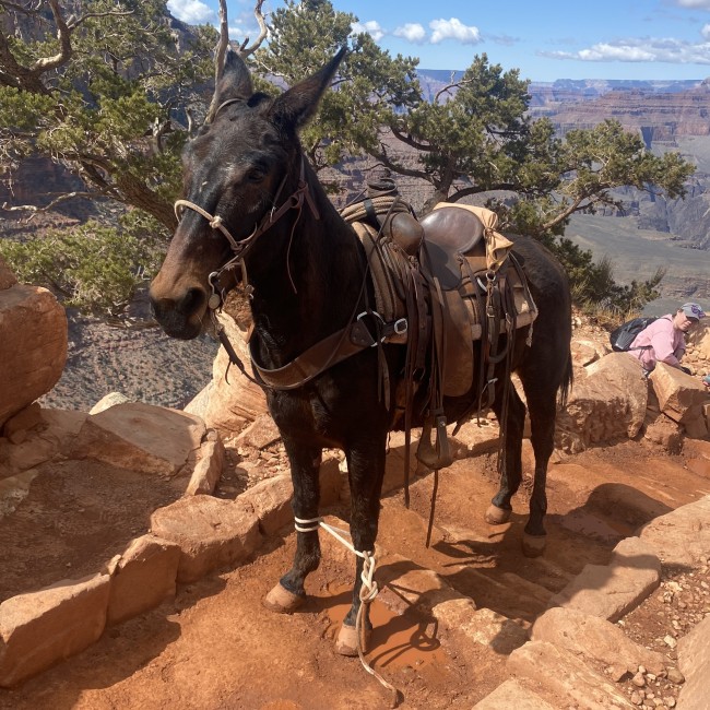 Expert Recommendation Content