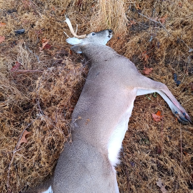 Expert Recommendation Content