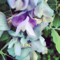 Kelsey Frew (Weitekamp)