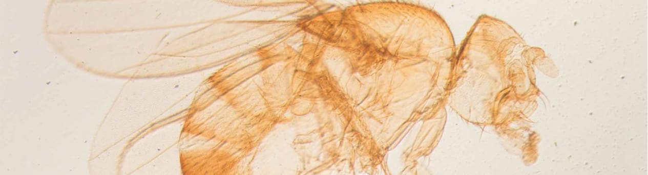 9 Best Washington DC Pest Control Companies | Expertise
