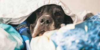 18 Best New York City Veterinarians Expertise