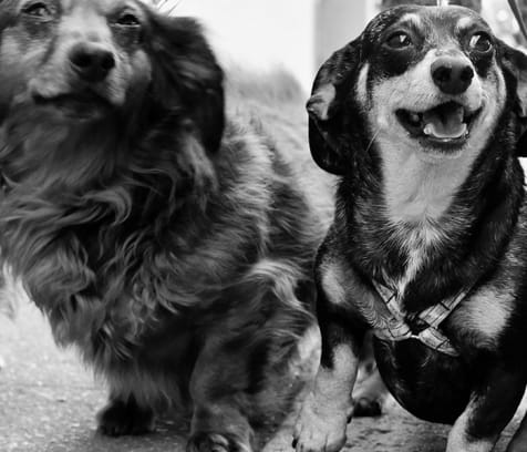 17 Best San Antonio Dog Boarders Expertise