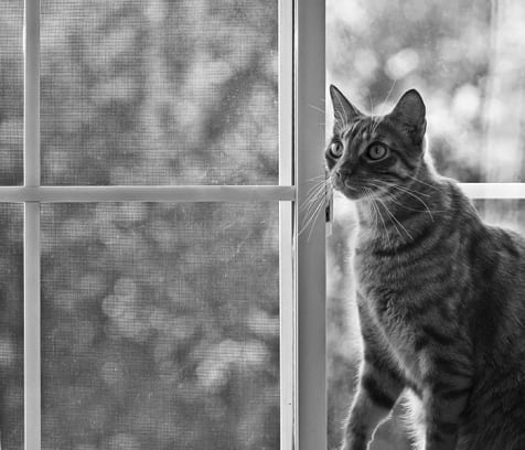 9 Best Boston Pet Sitters Expertise