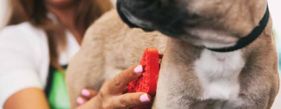20 Best Austin Veterinarians Expertise