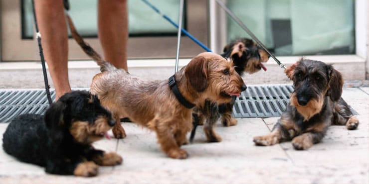 21 Best New York City Dog Walkers Expertise