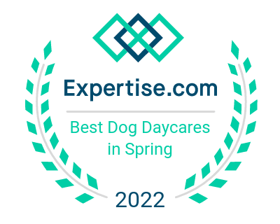 Top Dog Daycare in Spring