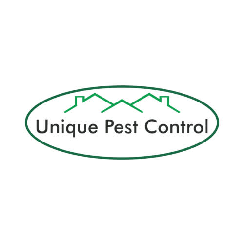 Featured image of post Spider Exterminator St Louis We take care of everything from ants