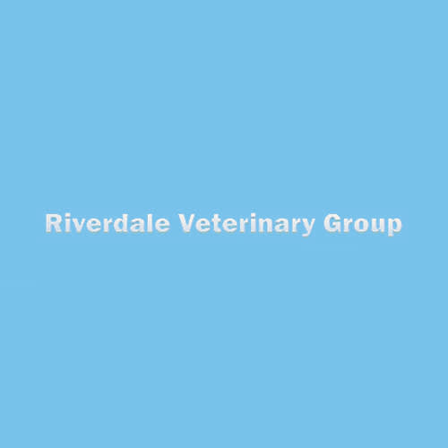 18 Best New York City Veterinarians Expertise