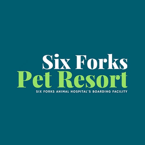 16 Best Raleigh Veterinarians Expertise