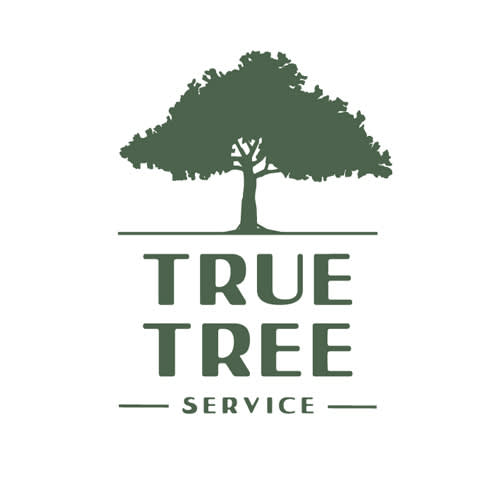 Tree Removal - Tree Top Pros Pembroke Pines