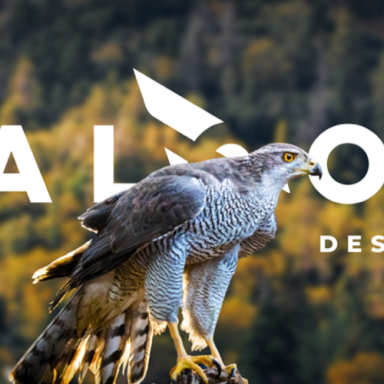 FALCON Design logo