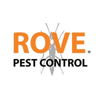 Are jumping spiders dangerous? - Rove Pest COntrol