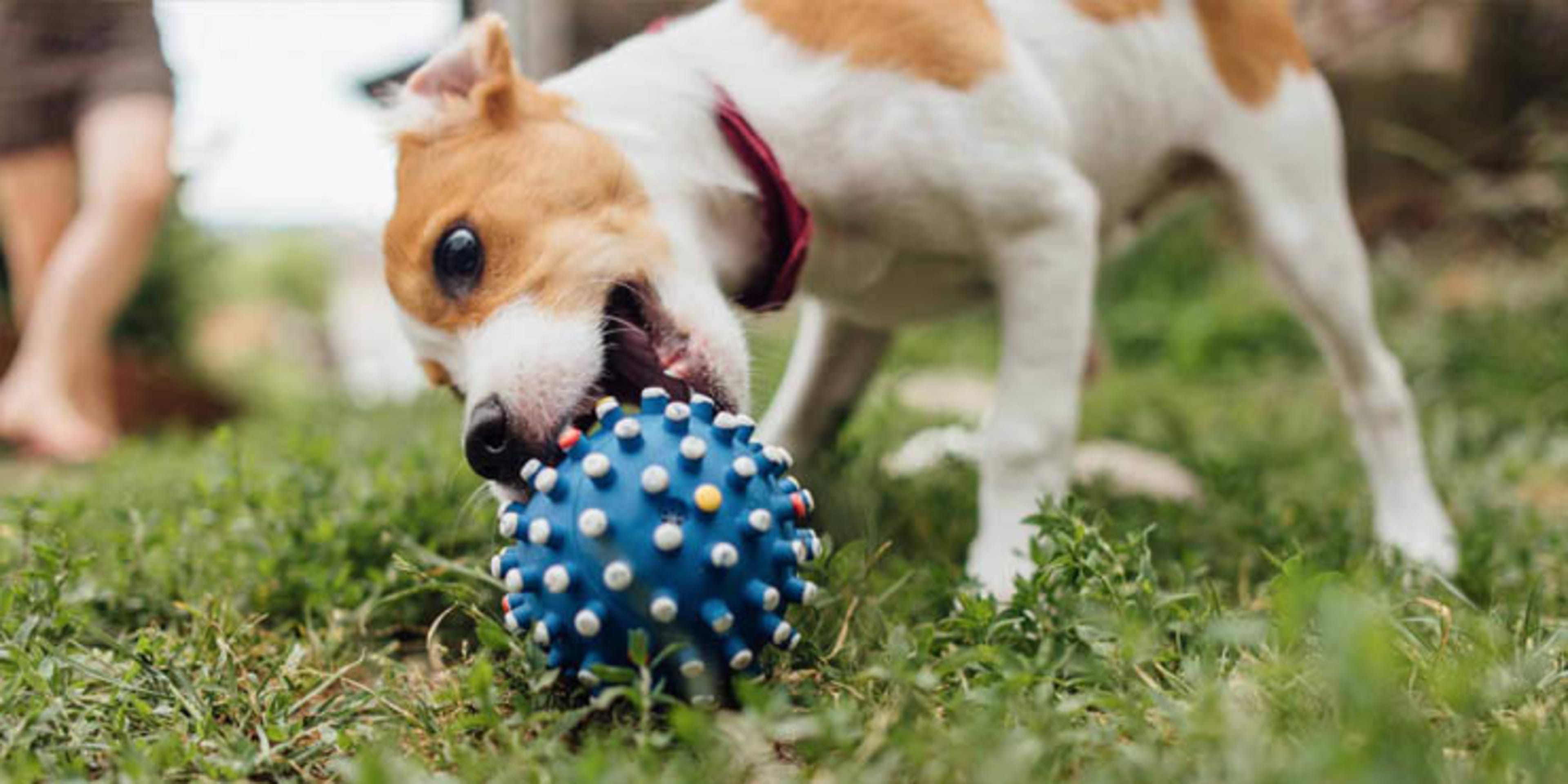 Dog Boarding Facilities background