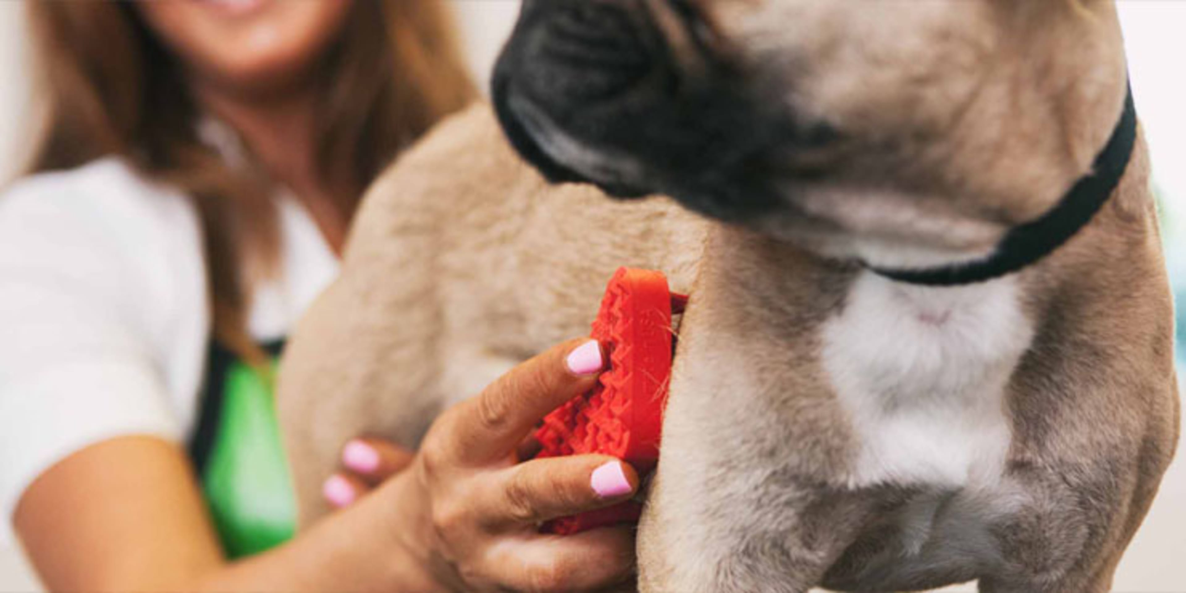 Dog Groomers background