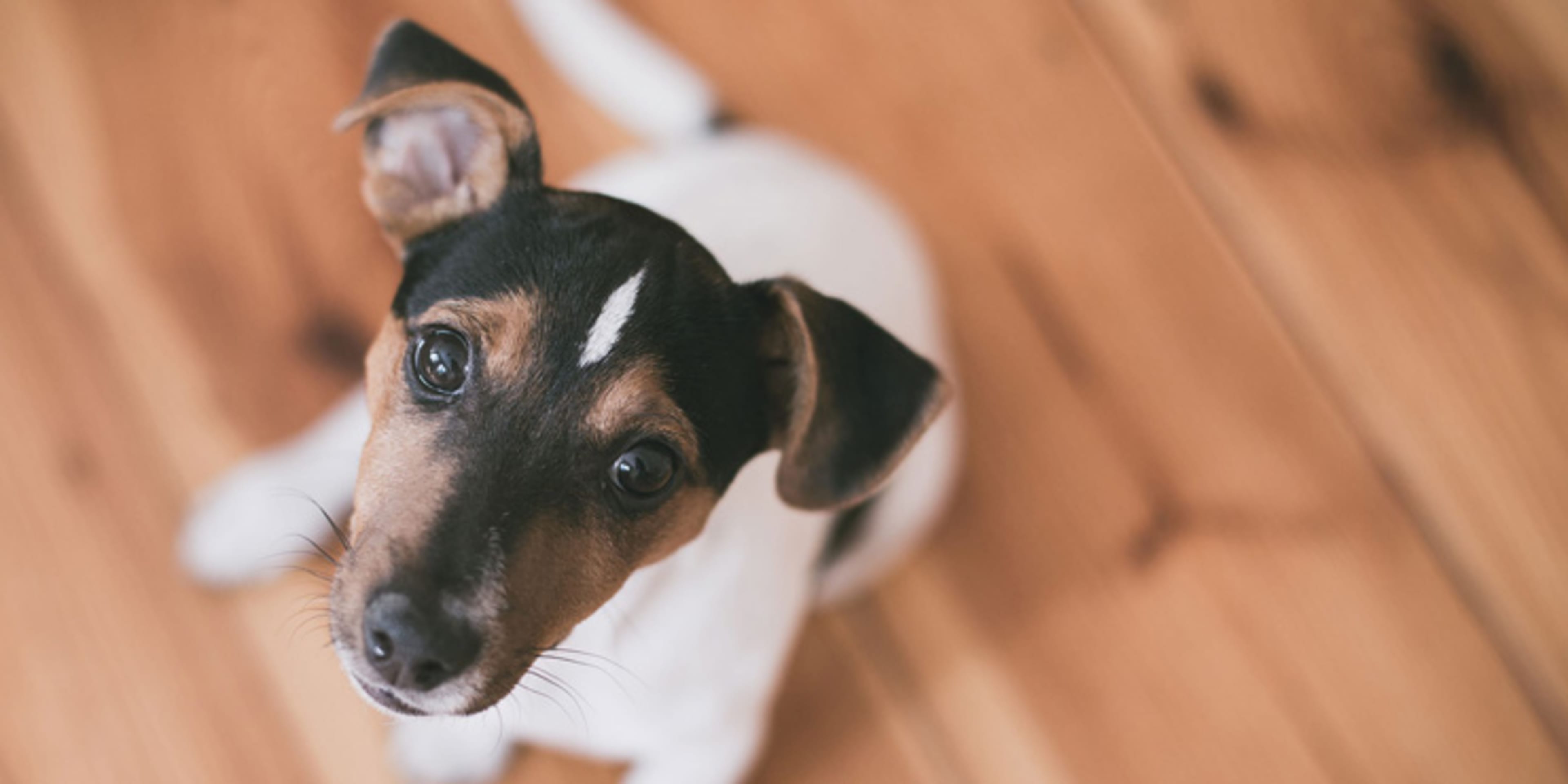 Dog Training Classes background
