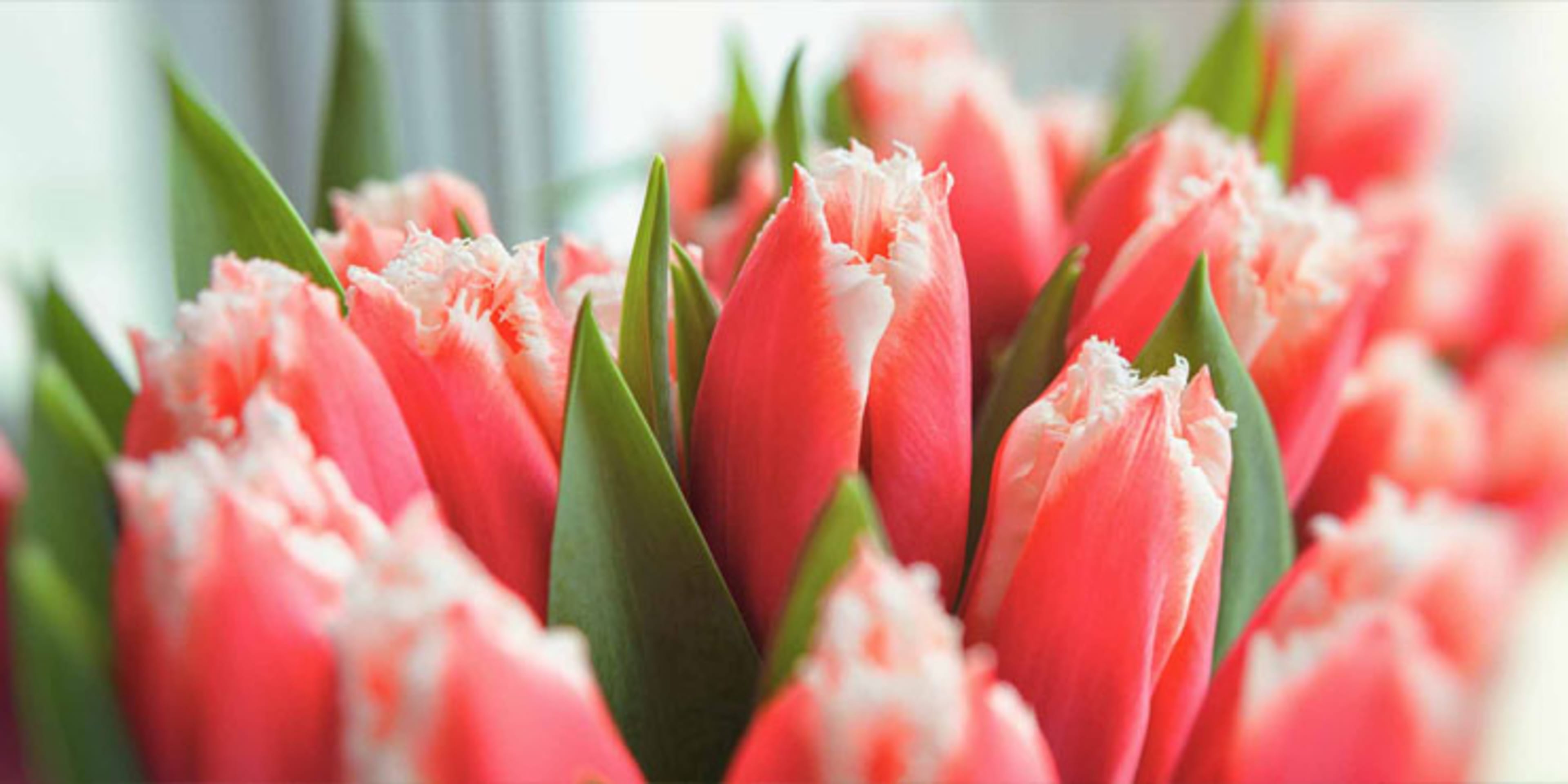 Florists background