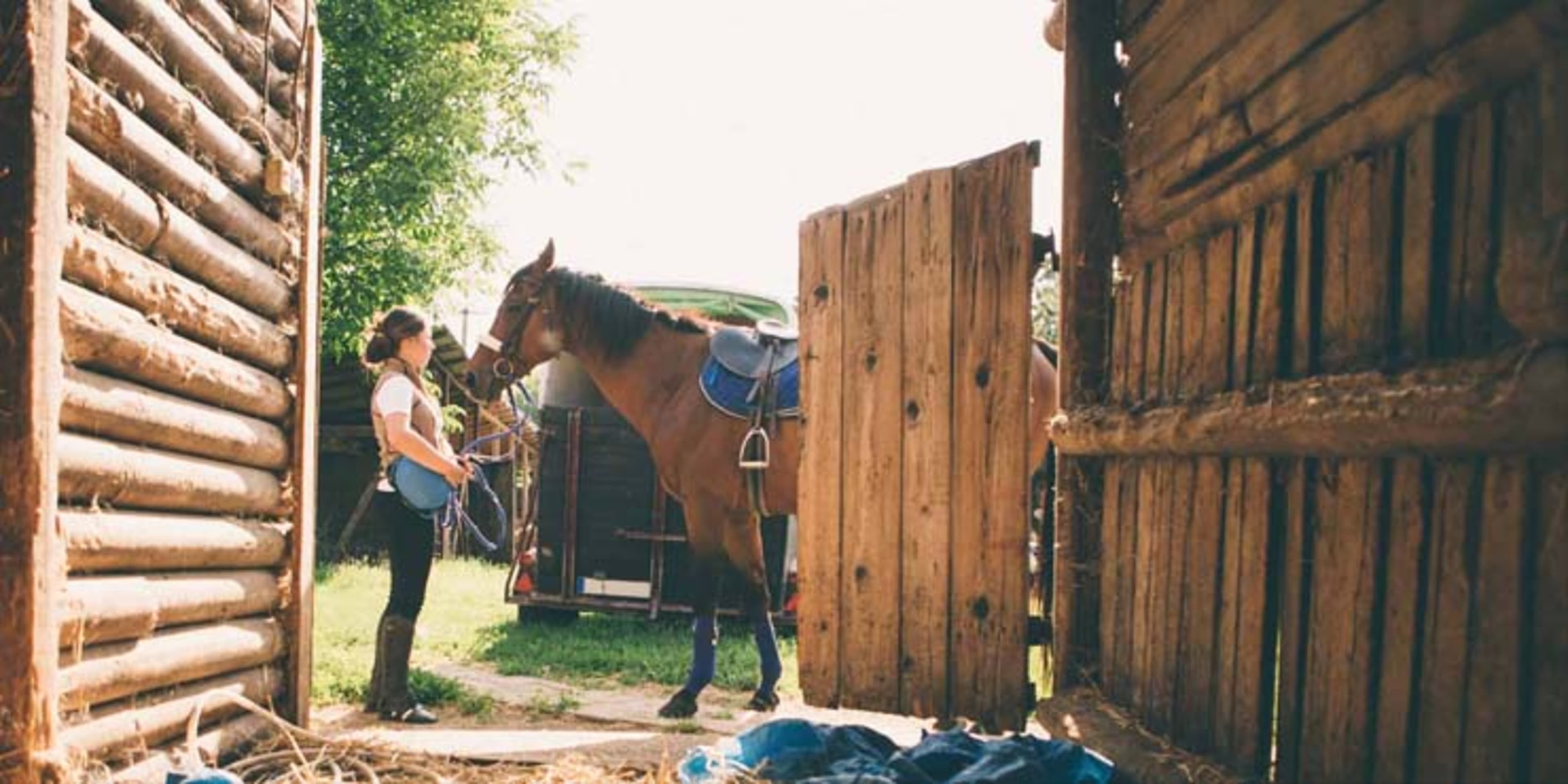 Horse Boarding Facilities background