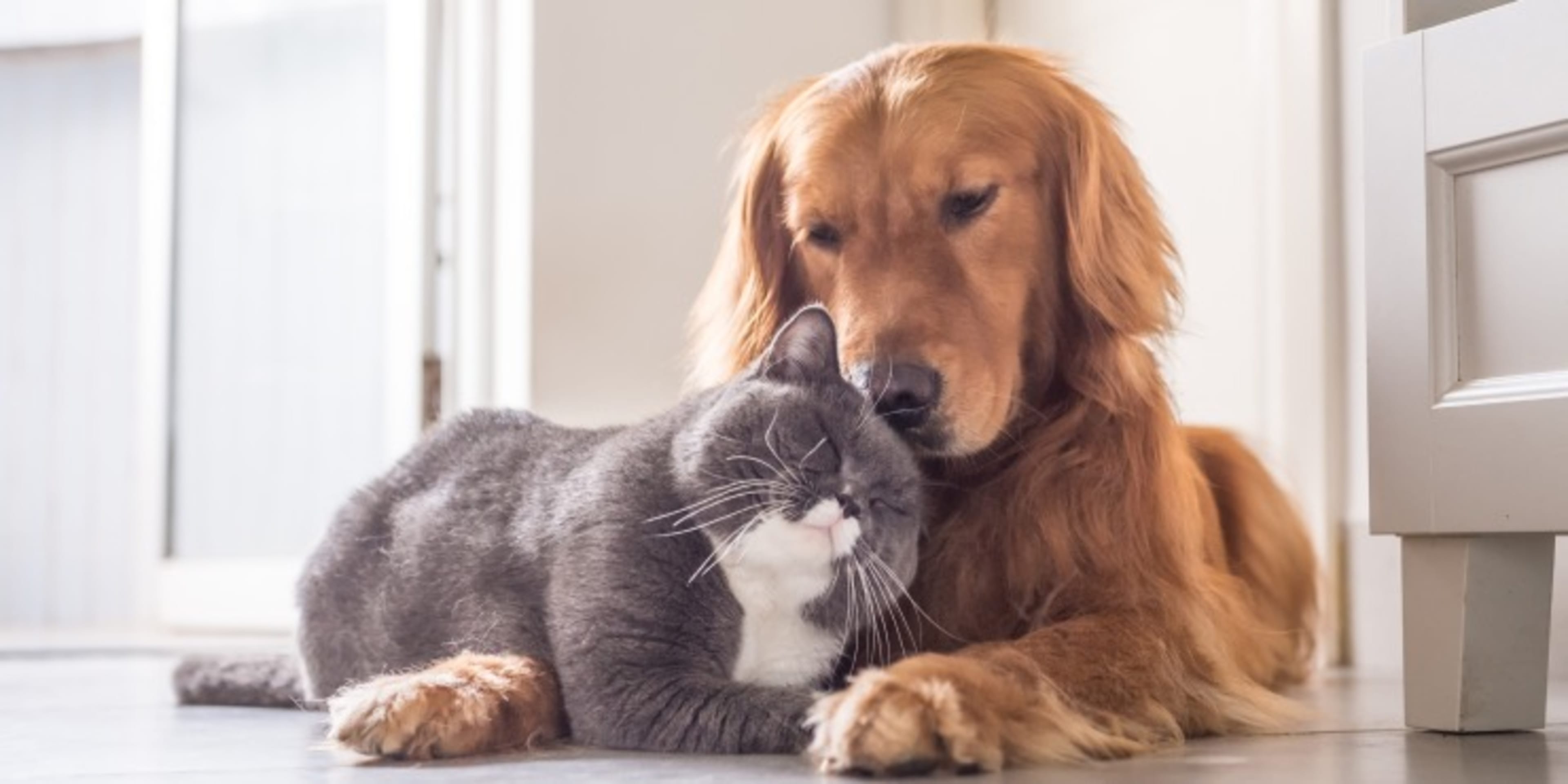 Pet Insurance Companies background