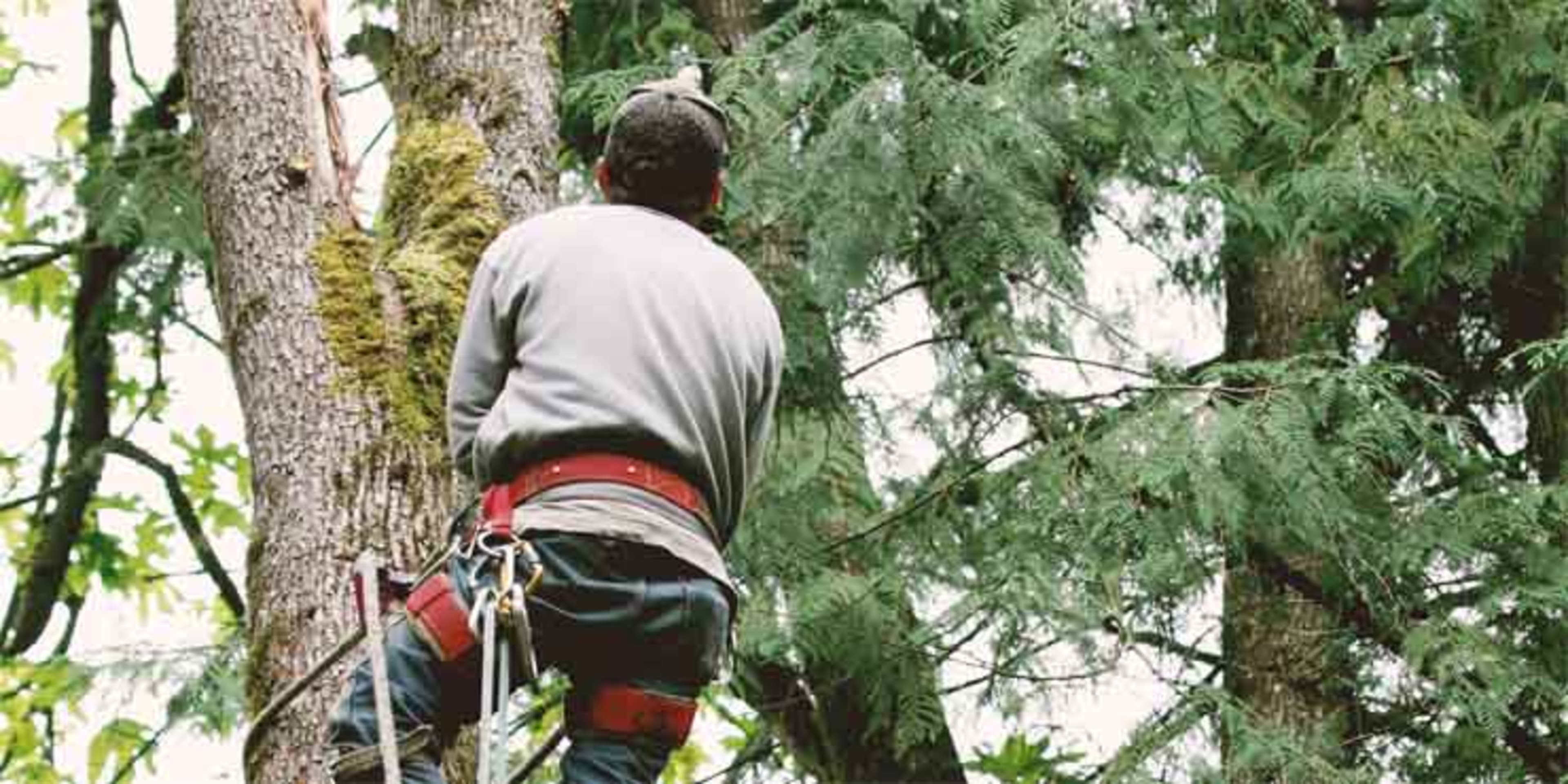 Tree Service Hamilton Ga