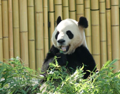 Visiting the Panda's