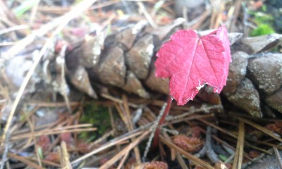 Parry Sound, Ontario (Muskoka) - A New Maple
