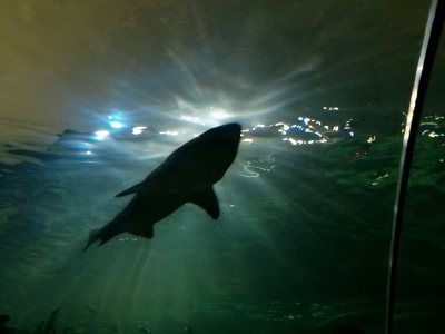 My adventure in Ripley's Aquarium