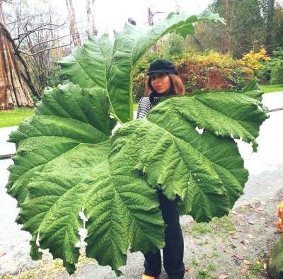 Buggest leafe