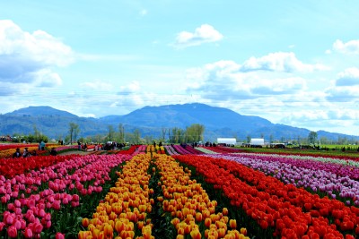 Tulip Festival - Abbotsford Tulip Festival