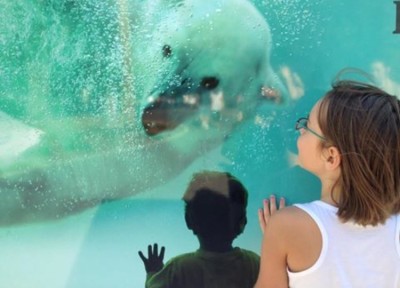 Polar Bears