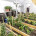 Arviat Community Greenhouse