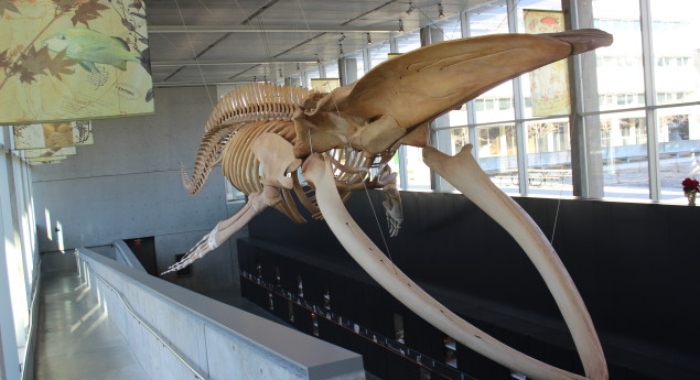 Beaty Biodiversity Museum