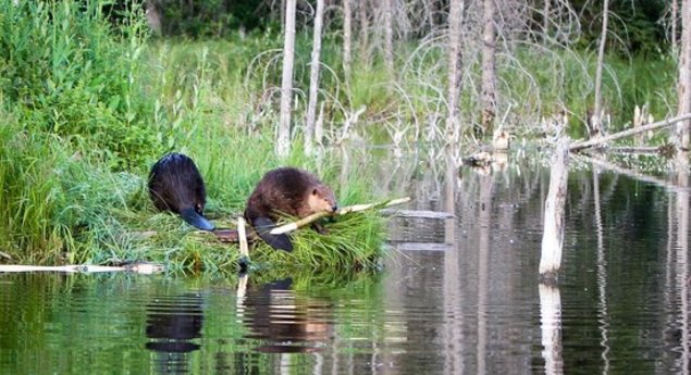 The Beaver Boardwalk