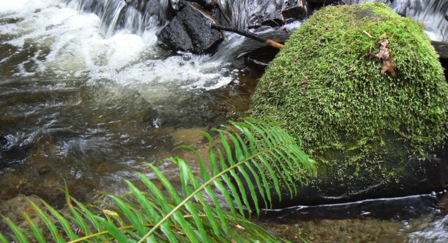 Creekside Rainforest