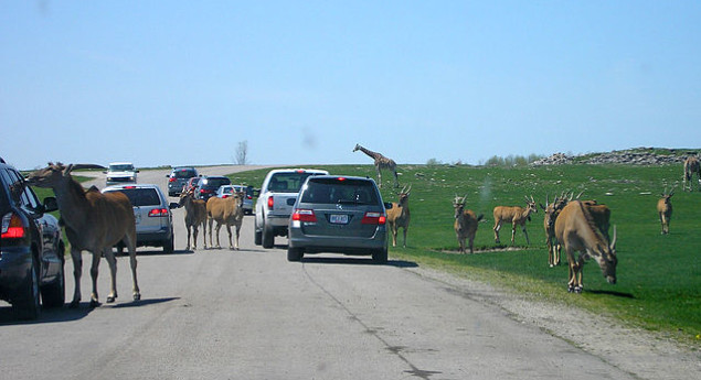 African Lion Safari