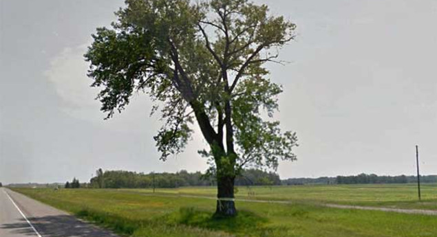 Half-Way Tree